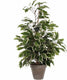 Mica decorations kunstplant ficus - groen wit - 65 cm - binnen - kunstplanten nepplanten binnenplanten