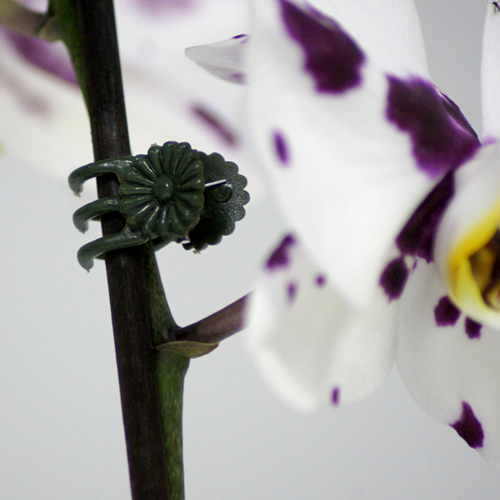 Load image into Gallery viewer, Connex clips voor orchideen 30st - flor78840
