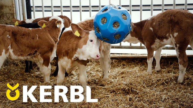 Load image into Gallery viewer, Voederspeel bal blauw
