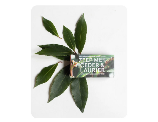 Werfzeep - botanische tuinen - ceder laurier