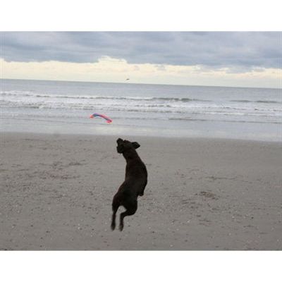 Chuckit flying squirrel